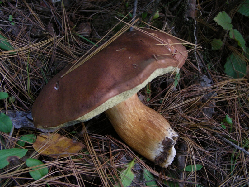 Escursione in bosco misto collinare